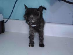 Shelter Stray Unknown Cat last seen , 4275 Elton St, Baldwin Park, CA 91706, USA