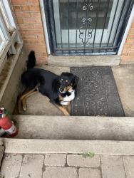 Reunited Male Dog last seen Possum point , Dumfries, VA 22026