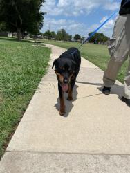 Shelter Stray Unknown Dog last seen Near BLOCK SW 59TH ST, OKLAHOMA CITY OK 73109, 2811 SE 29th St, Oklahoma City, OK 73129, USA