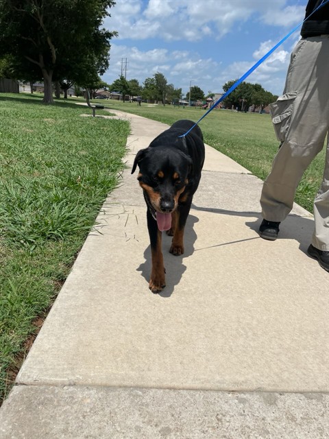 Shelter Stray Unknown Dog last seen Near BLOCK SW 59TH ST, OKLAHOMA CITY OK 73109, 2811 SE 29th St, Oklahoma City, OK 73129, USA