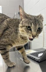 Shelter Stray Female Cat last seen Near, 2600 S Harding St, Indianapolis, IN 46221, USA