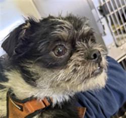 Shelter Stray Female Dog last seen , 1850 W 60th St, Los Angeles, CA 90047, USA