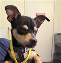 Shelter Stray Male Dog last seen , 1850 W 60th St, Los Angeles, CA 90047, USA