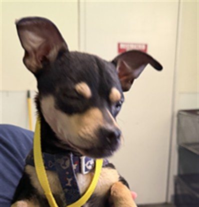 Shelter Stray Male Dog last seen , 1850 W 60th St, Los Angeles, CA 90047, USA