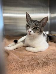 Shelter Stray Female Cat last seen DOANE ST, 1950 Stevenson Blvd, Fremont, CA 94538, USA