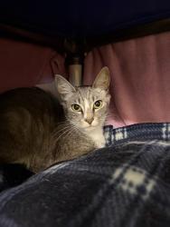 Shelter Stray Female Cat last seen FREMONT HUB, 1950 Stevenson Blvd, Fremont, CA 94538, USA