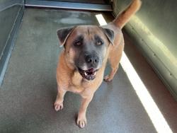 Shelter Stray Male Dog last seen COOLEY AND RICHARDSON, 333 Chandler Pl, San Bernardino, CA 92408, USA