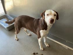Shelter Stray Male Dog last seen Near BLOCK W JACKSON, 333 Chandler Pl, San Bernardino, CA 92408, USA