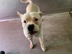 Shelter Stray Male Dog last seen N G ST X W RIALTO AVE, 333 Chandler Pl, San Bernardino, CA 92408, USA