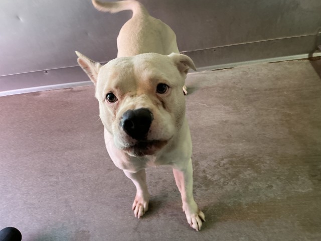 Shelter Stray Male Dog last seen N G ST X W RIALTO AVE, 333 Chandler Pl, San Bernardino, CA 92408, USA