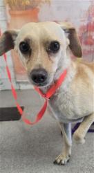 Shelter Stray Male Dog last seen E HOSPITALITY LN & WATERMAN AVE, SAN BERNARDINO, CA, 92408, USA, 333 Chandler Pl, San Bernardino, CA 92408, USA