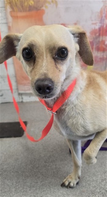 Shelter Stray Male Dog last seen E HOSPITALITY LN & WATERMAN AVE, SAN BERNARDINO, CA, 92408, USA, 333 Chandler Pl, San Bernardino, CA 92408, USA