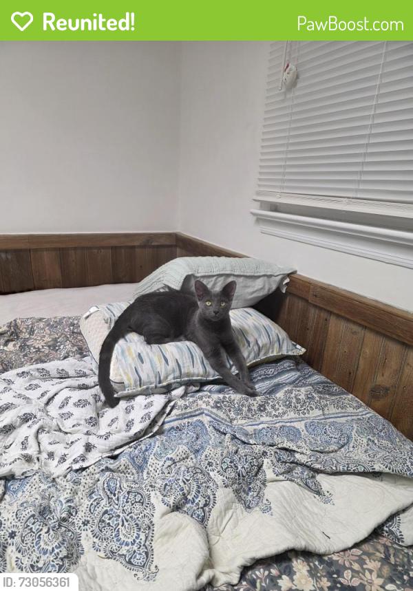 Reunited Male Cat last seen Off of Jordan Road, east side of Jordan Road. 2 blocks in from Princeton Ave, Brick Township, NJ 08724
