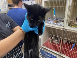 Shelter Stray Female Cat last seen , 3839 W Burnham St, West Milwaukee, WI 53215, USA
