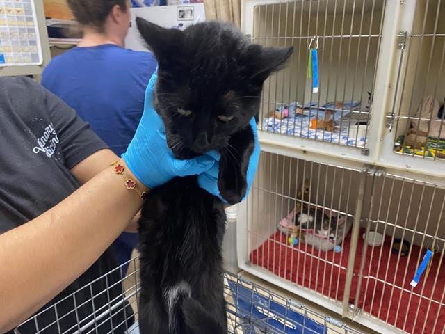 Shelter Stray Female Cat last seen , 3839 W Burnham St, West Milwaukee, WI 53215, USA