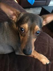 Lost Male Dog last seen Flamingo and jones, Spring Valley, NV 89103