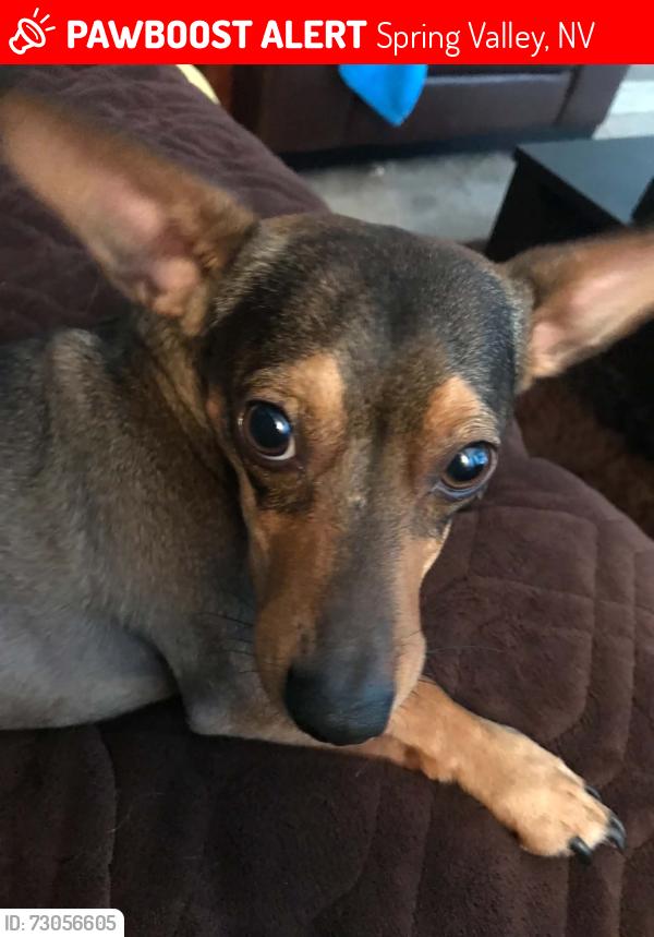 Lost Male Dog last seen Flamingo and jones, Spring Valley, NV 89103