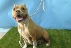 Shelter Stray Female Dog last seen , 216 W Victoria St, Gardena, CA 90248, USA