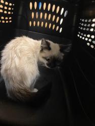 Shelter Stray Female Cat last seen Near BLOCK W APPIAN COVE, 4522 W 3500 S, West Valley City, UT 84120, USA