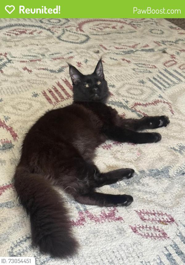 Reunited Female Cat last seen Republican street Harrison street, Seattle, WA 98109