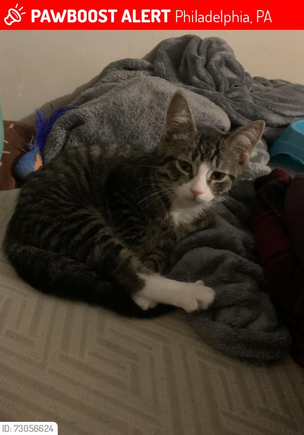 Lost Female Cat last seen Magee , Philadelphia, PA 19135