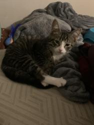 Lost Female Cat last seen Magee , Philadelphia, PA 19135