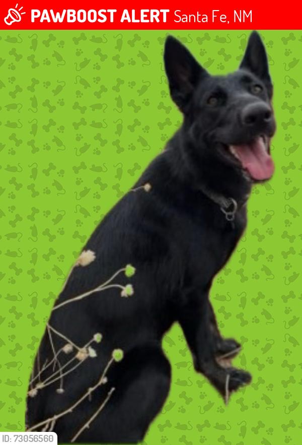 Lost Female Dog last seen Siringo & Camino Carlos Rey, Santa Fe, NM 87505