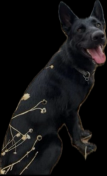 Lost Female Dog last seen Siringo & Camino Carlos Rey, Santa Fe, NM 87505