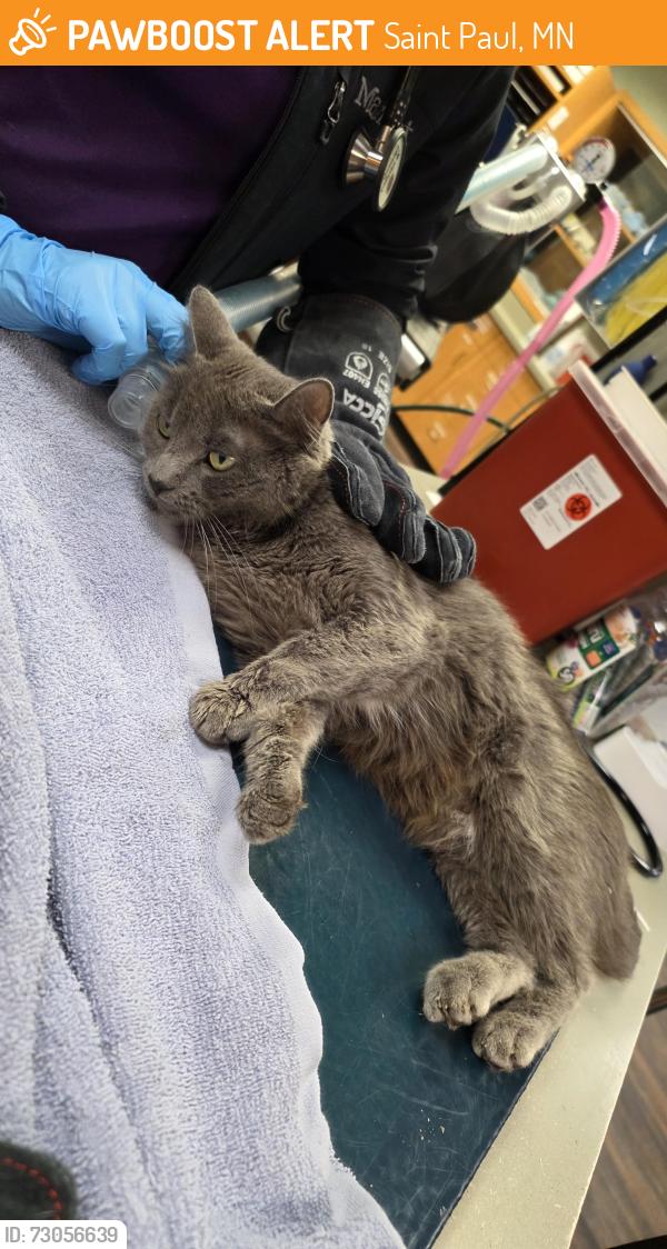 Found/Stray Unknown Cat last seen Orange and Flandrau, Saint Paul, MN 55106