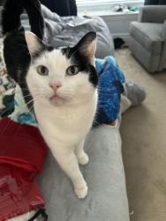 Lost Male Cat last seen Sunset Ponds Dr. and Spirea Way, Draper, UT 84020