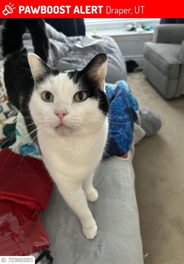 Lost Male Cat last seen Sunset Ponds Dr. and Spirea Way, Draper, UT 84020