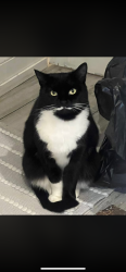Reunited Female Cat last seen Glasgow road, Portsmouth, England PO4