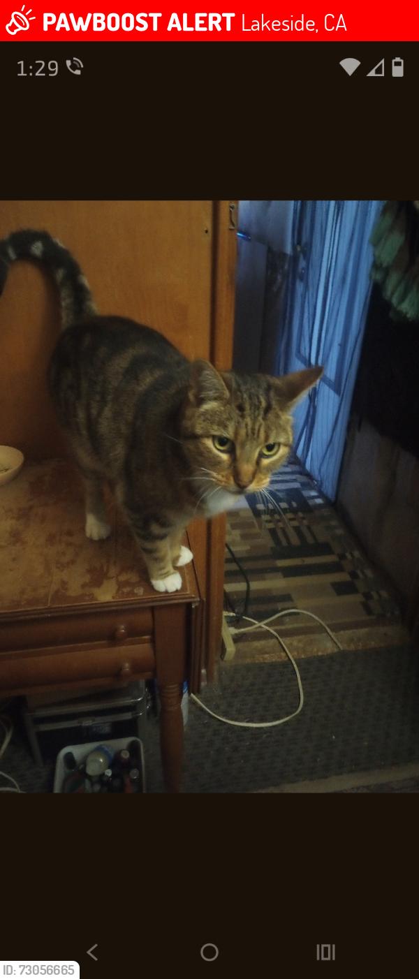 Lost Female Cat last seen Riverford , Lakeside, CA 92040
