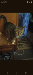 Lost Female Cat last seen Riverford , Lakeside, CA 92040