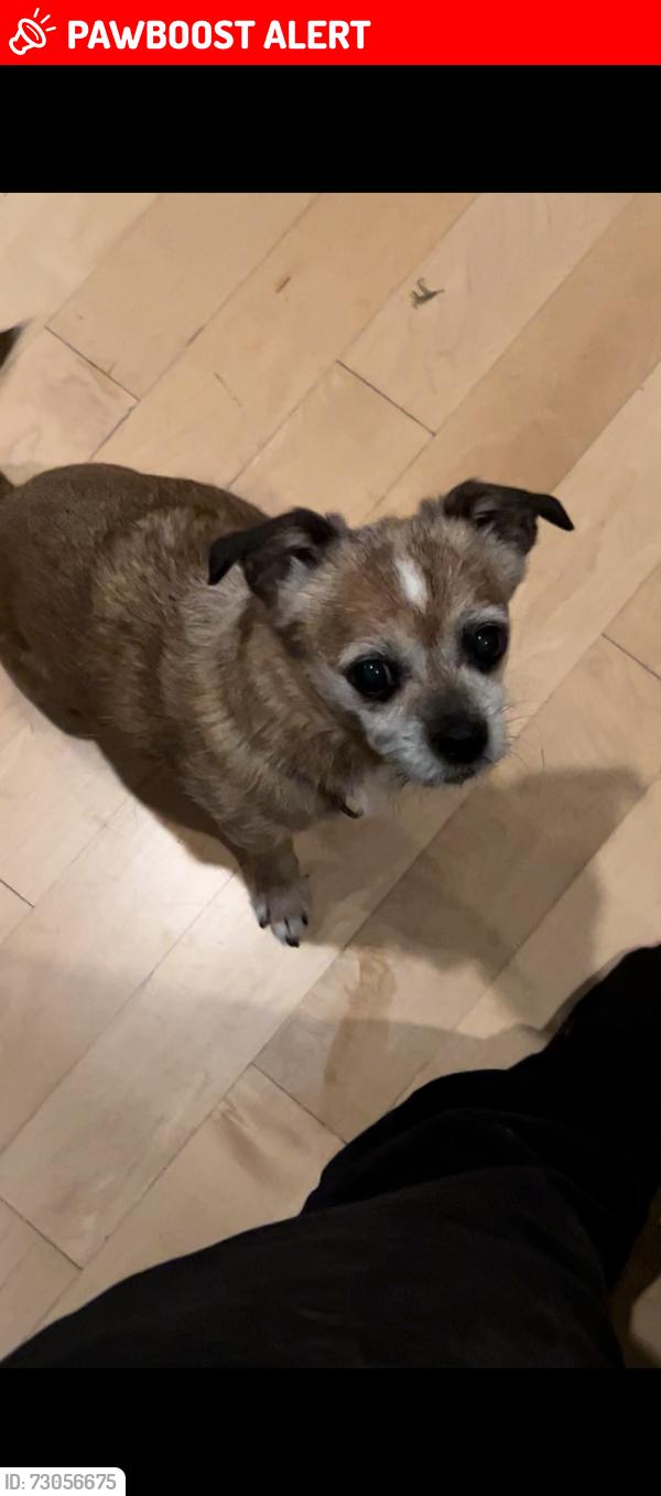 Lost Male Dog last seen Pacific and 18th , Manhattan Beach, CA 90266