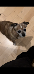 Lost Male Dog last seen Pacific and 18th , Manhattan Beach, CA 90266