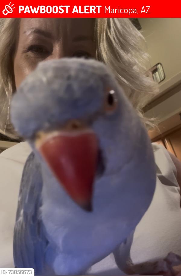 Lost Unknown Bird last seen Bravo dr and O’Sullivan, Maricopa, AZ 85138