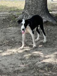 Found/Stray Male Dog last seen Armstrong, San Angelo, TX 76903