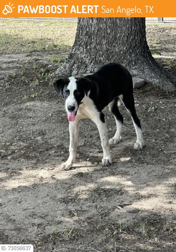 Found/Stray Male Dog last seen Armstrong, San Angelo, TX 76903