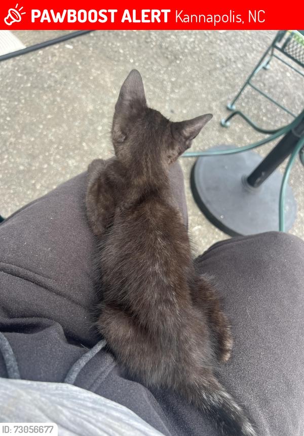 Lost Female Cat last seen Jackson Park Rd and N Cannon Blvd, Kannapolis, NC 28083