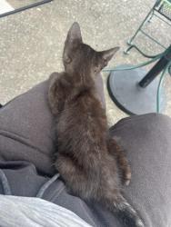 Lost Female Cat last seen Jackson Park Rd and N Cannon Blvd, Kannapolis, NC 28083