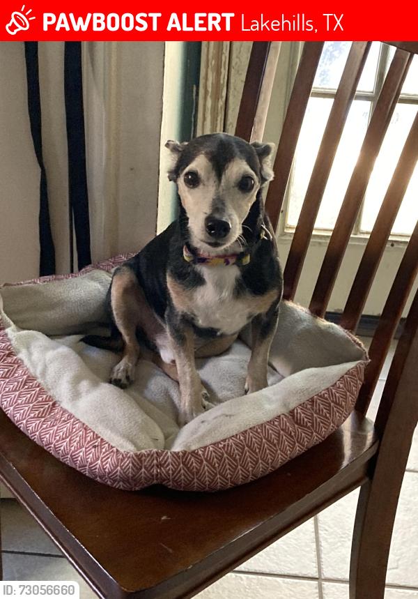 Lost Male Dog last seen Bump Gate Road, Texas 78063, Lakehills, TX 78056