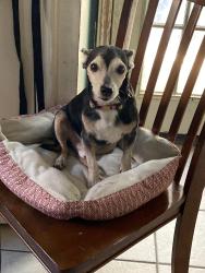 Lost Male Dog last seen Bump Gate Road, Texas 78063, Lakehills, TX 78056
