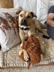 Reunited Male Dog last seen Old Oakdale road and forest ridge drive, McDonald, PA 15057