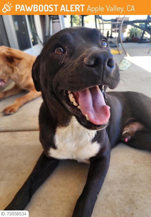 Found/Stray Male Dog last seen Seneca Rd/Rancherias Rd, Apple Valley, CA 92307