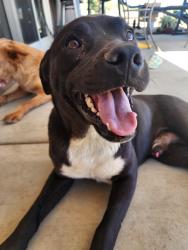 Found/Stray Male Dog last seen Seneca Rd/Rancherias Rd, Apple Valley, CA 92307