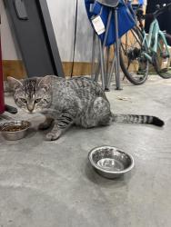 Found/Stray Unknown Cat last seen Harwood Drive, Des Moines, Des Moines, IA 50312
