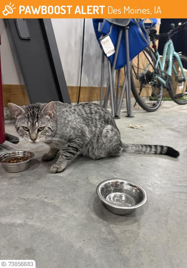 Found/Stray Unknown Cat last seen Harwood Drive, Des Moines, Des Moines, IA 50312