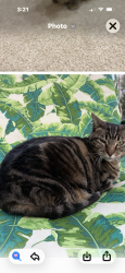 Lost Female Cat last seen Clear Clear Ct, Windsor, CO 80550