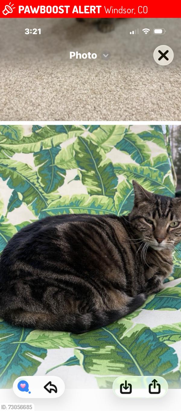 Lost Female Cat last seen Clear Clear Ct, Windsor, CO 80550